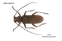 藏品(家天牛)的圖片